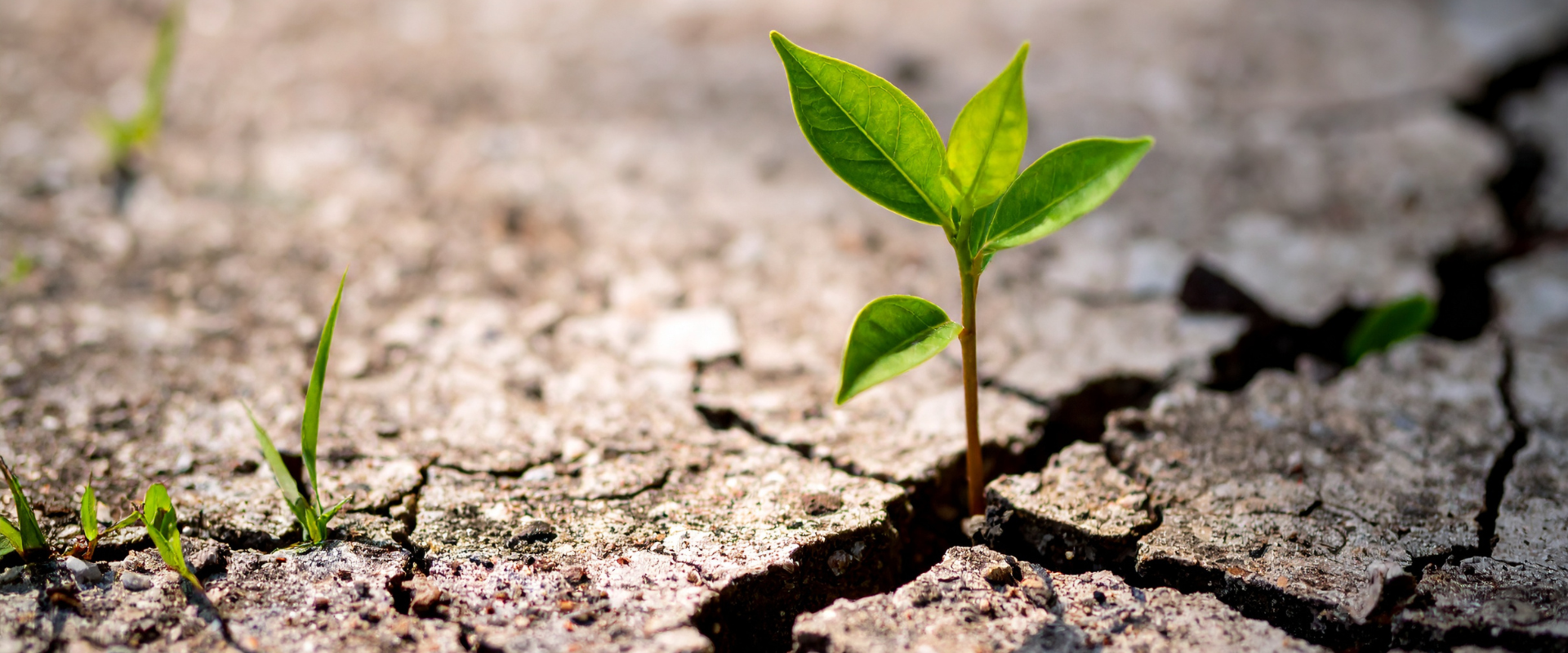 Food system resilience 3 experts share their insights